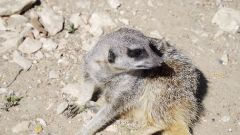 suricata - suricata suricatta de pie en una piedra protegiendo los alrededores en tiempo soleado