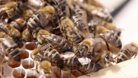 busy honeybees on honeycomb