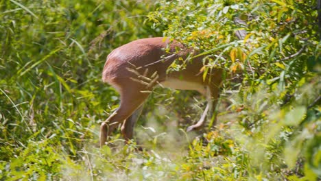 Antílope-Steenbok-Caminando-En-La-Maleza-Del-Arbusto,-Desapareciendo-En-La-Espesura