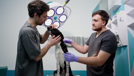 a man with his dog in a veterinary clinic with a professional during a preventative dental examination of the dog in a veterinary clinic