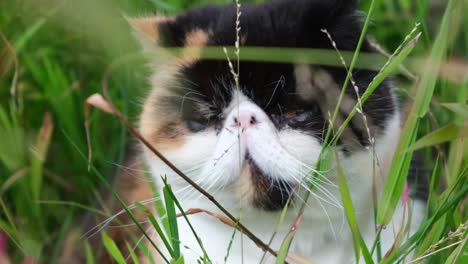 eine nahaufnahme einer exotischen kurzhaarkatze in zeitlupe, die am gras im busch schnüffelt