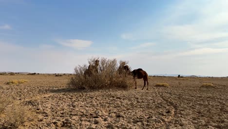 vista cinematográfica del pastoreo de camellos en el desierto irán lugares abandonados tiene animales mamíferos que comen arbustos de hierba seca vegetación en el desierto caliente como alimento en el pastoreo de plantas orgánicas carne fresca salvaje carne de camello