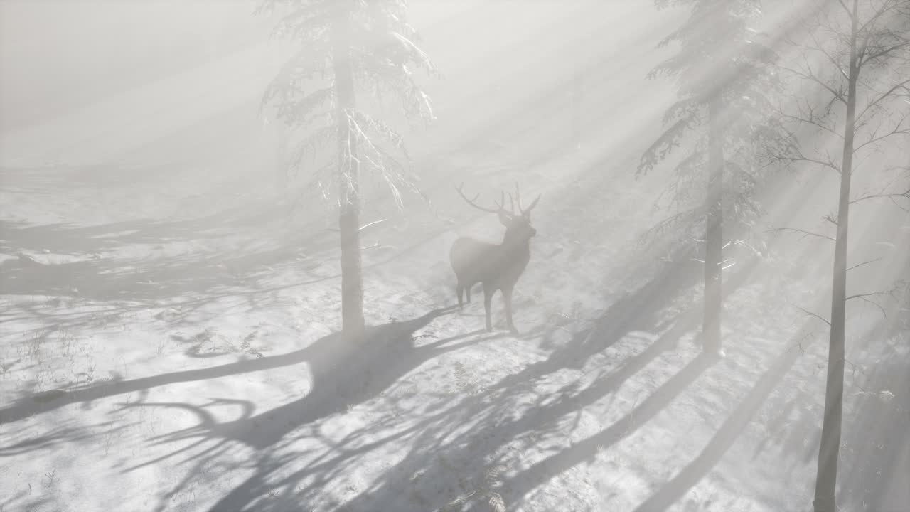겨울의 눈 숲에서 자랑스러운 귀족 사 ⁇  수 ⁇