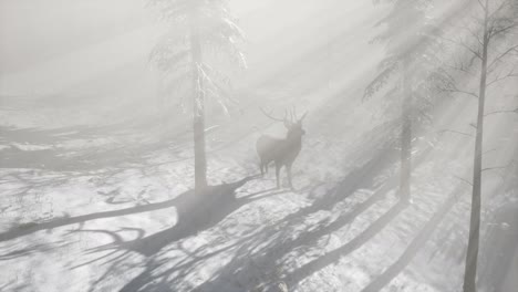 proud noble deer male in winter snow forest