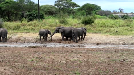 static shot of african elephant family playing in the mud with their trunks