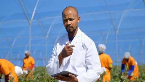 man using digital tablet in blueberry farm 4k