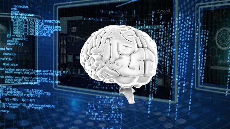 Human brain