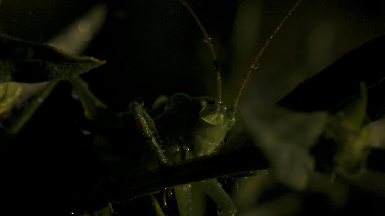 un primer plano de un saltamontes