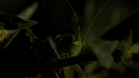 close-up of a grasshopper