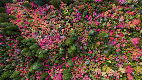 breathtaking springtime vibrant outdoor colorful pink, orange, and yellow autumn leaves, colors, landscape, green trees, in dense forest and garden, directly above rising aerial