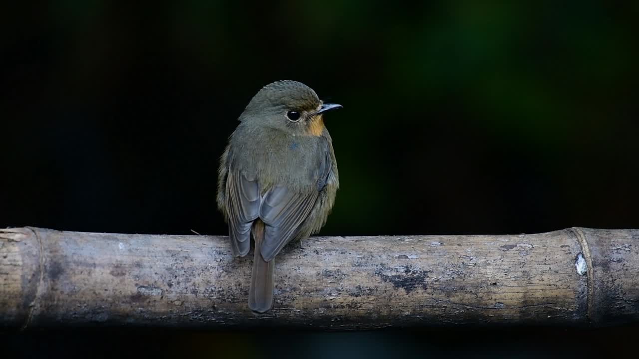 papamoscas azul de la colina posado en un bambú, cyornis whitei