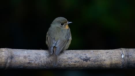 Hill-Blue-Flycatcher-Perched-on-a-Bamboo,-Cyornis-whitei