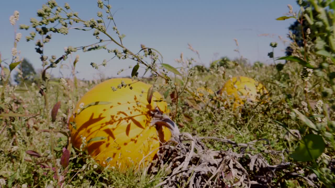 varias calabazas naranjas que yacen entre plantas secas en el campo agrícola durante la temporada de otoño