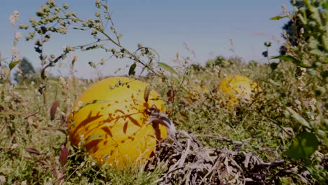 Mehrere-Orangefarbene-Kürbisse,-Die-Während-Der-Herbstsaison-Zwischen-Getrockneten-Pflanzen-Auf-Dem-Feld-Liegen