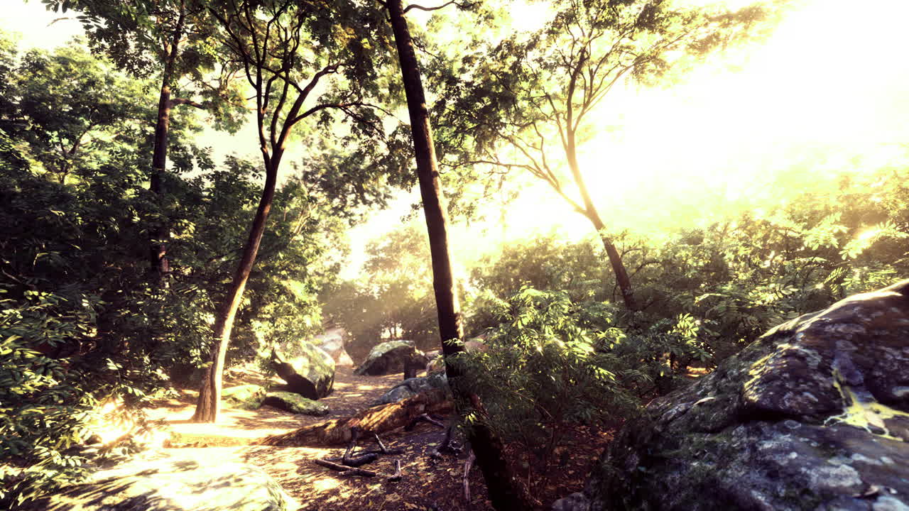 Sunlight filters through trees in a serene forest landscape