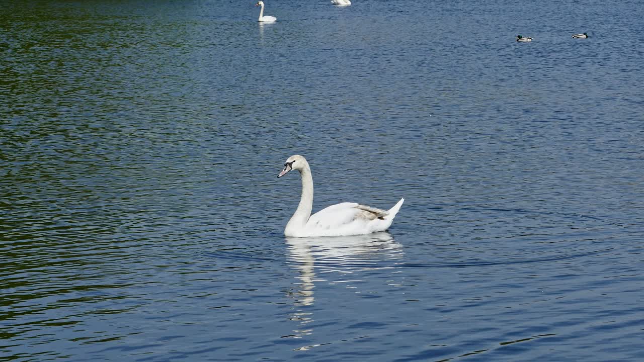 cisne blanco único en el lago nadando con gracia también conocido como cygnus columbianus bewickii