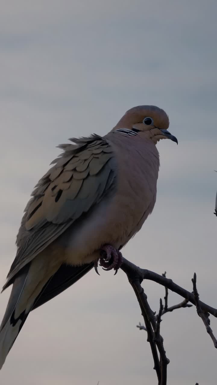 A serene video still of a dove perched on a branch, captured from a low angle against a soft, cloudy