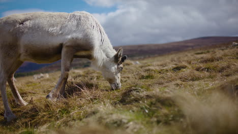 Nahaufnahme-Von-Rentieren,-Die-In-Cairngorm,-Schottland-Grasen