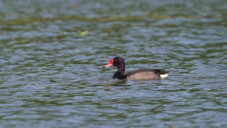 Endemic-South-America-freshwater-duck-species,-wild-male-rosy-billed-pochard,-netta-peposaca-spotted-paddling-on-lugano-lake,-ecological-reserves-costanera-sur-in-downtown-Buenos-aires,-close-up-shot