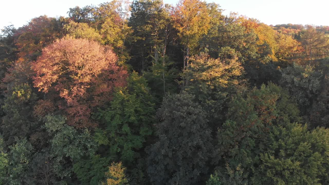 아름다운 가을 색의 숲의 조감도