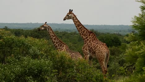 giraffes standing tall among the trees