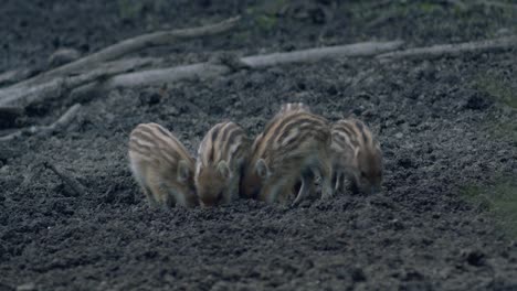 lindos pequeños lechones salvajes que buscan excavar comida en el barro al anochecer con poca luz