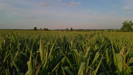 extreme close up drone shot of green corn field at summer sunset