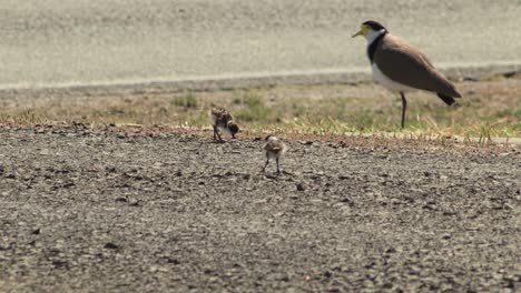 plover de ala de regazo enmascarado de pie junto a dos polluelos cerca de la carretera