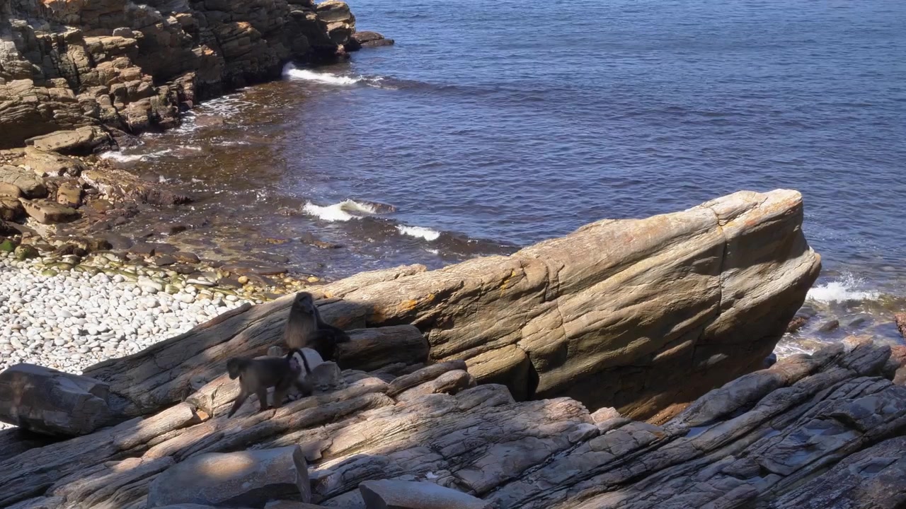Vildtoptagelser af bavianer, der slapper af på en barsk, solbeskinnet klippekyst nær havet ved Storm’s River Mouth i Tsitsikamma Nationalpark, Sydafrika. Perfekt til vildtprojekter.