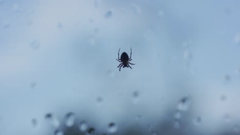 cross orbweaver spider hanging from a web on a rainy day