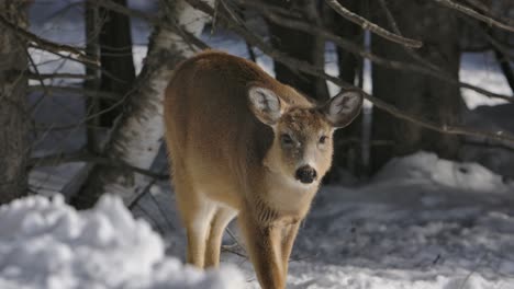 Weißwedelhirsch,-Der-Auf-Sie-Zugeht,-Winterzeitlupe