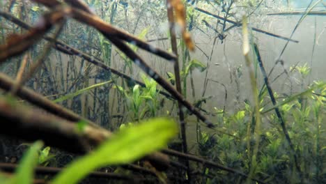 Plantas-Acuáticas-Que-Crecen-Bajo-El-Agua-En-El-Lago-Del-Bosque-Salvaje