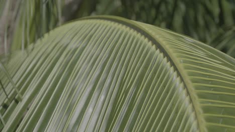 una palmera en mexico bajo el sol