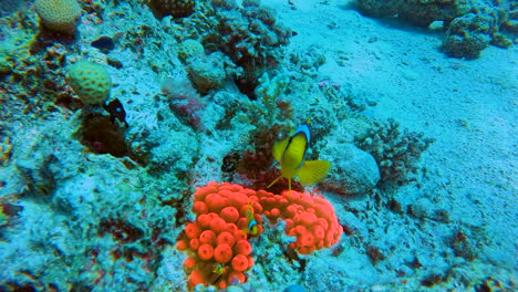 peces payaso o anémonas rojas únicas en el arrecife de coral del mar rojo de egipto