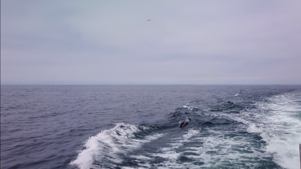 캘리포니아 해안에서 열린 바다에서 배  ⁇ 에 따라 돌고래의 gimbal 넓은  ⁇