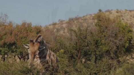 standing among dense bushes, giraffe in hilly landscape, observing surroundings