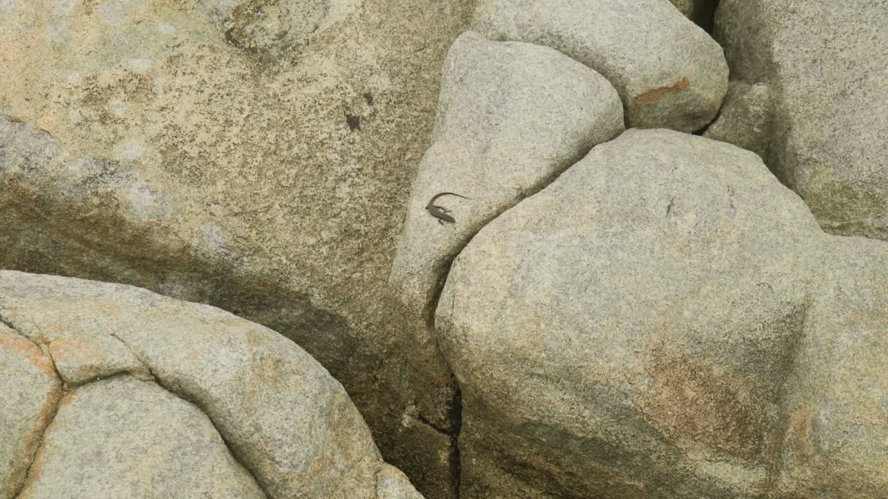 A close-up of a lizard resting on a rock, capturing its detailed texture and natural surroundings.