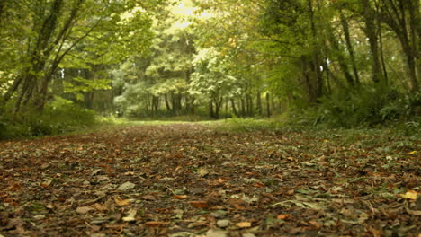 autumn leaves on the ground