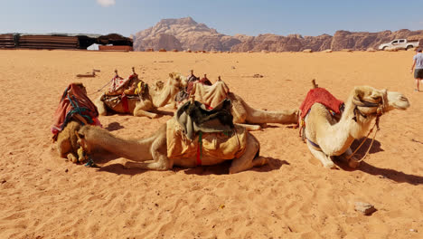 Medium-view-of-pack-of-camels-tied-together-waiting-in-desert-sand