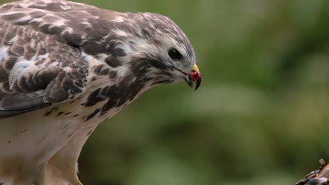 close up profile of bird of prey eating raw meat from its prey