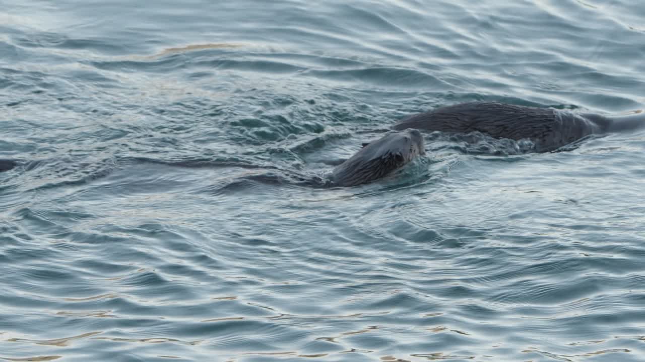 North American River Otter Surfacing To Hunt Fish In The Ocean In Vancouver Island, Canada. - tracking shot