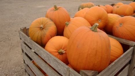 Toma-Panorámica-De-Calabazas-En-Cajas-De-Madera-En-Un-Entorno-De-Corral.