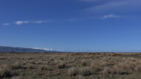 Walking-through-tussock-grass-across-a-flat,-vast-landscape-on-a-beautiful-mid-winter's-day---Kaitorete-Spit,-New-Zealand