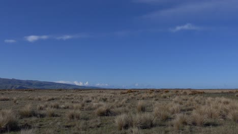 Caminando-A-Través-De-La-Hierba-De-Tussock-A-Través-De-Un-Paisaje-Vasto-Y-Plano-En-Un-Hermoso-Día-De-Mediados-De-Invierno---Kaitorete-Spit,-Nueva-Zelanda