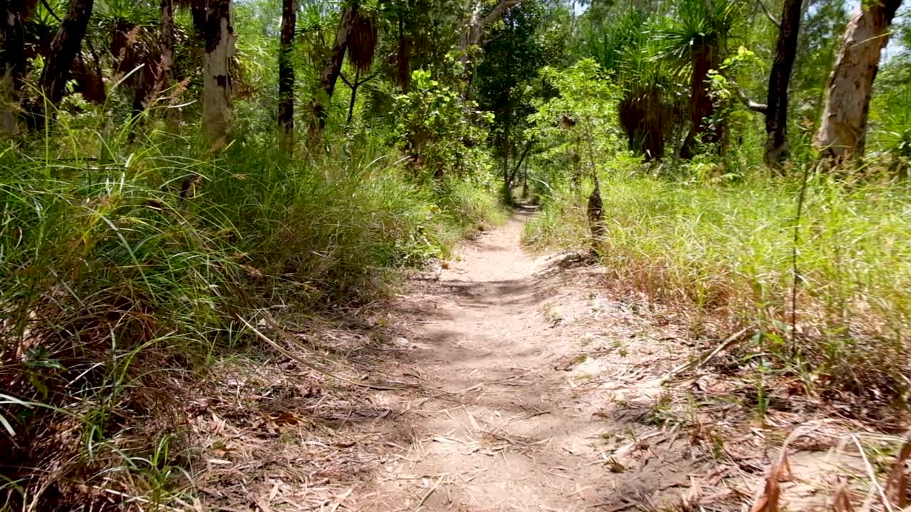 Walking on a trail through the bush, forest, tree lined path in the Northern Territories, Australia