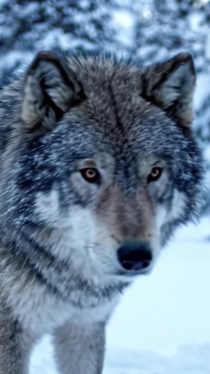 Majestic Wolf in Winter Wonderland: Captivating Close-Ups of a Grey Wolf Amidst Snow-Covered Landscape, Exhibiting Natural Beauty and Wildlife's Graceful Presence