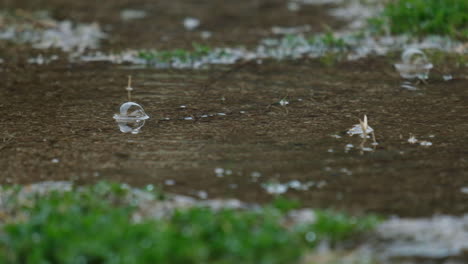 Rasen-Im-Hof-Oder-Park-Mit-Pfützen-Auf-Der-Grünen-Wiese