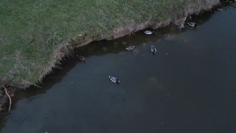 ducks by lakeside, bourg-sur-gironde, france - aerial