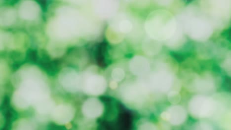 abstract spring background with bokeh