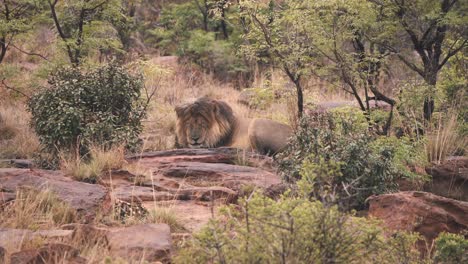 León-Durmiendo-Sobre-Rocas-En-Arbustos-De-Sabana-Africana,-Reserva-Welgevonden